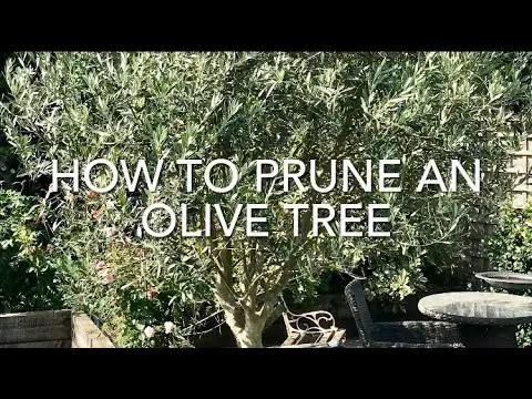 How To Prune An Olive Tree, Pruning Olive Trees, How To Cut Back An Olive Tree