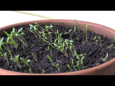 How to Grow Cilantro / Coriander From Seed. 5 Steps