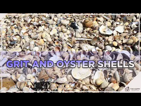 Don&#039;t Miss This! Do Your Chickens Need Grit and Oyster Shell?