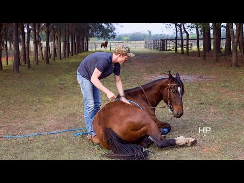 How I Teach Horses to LIE DOWN! Fastest &amp; Simplest Method!