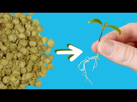 How to Start Seeds for Hydroponics