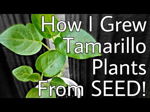 🌱How To Grow TAMARILLO Plants From Seed