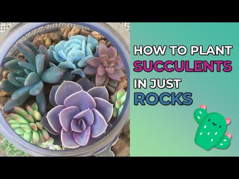 Can Succulents Be Planted In Just Rocks?