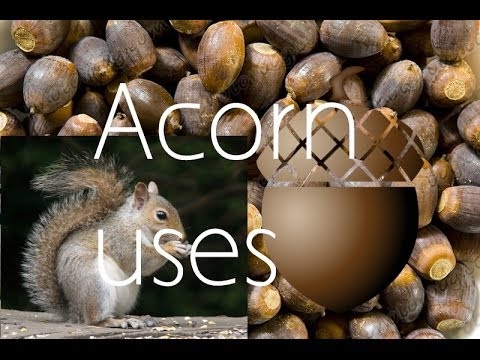 Uses for acorns