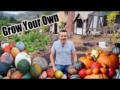 How to Grow Pumpkins at Home From Seed