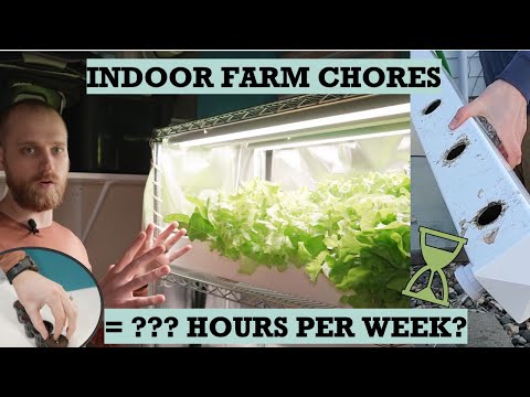 Indoor Hydroponic System Maintenance: How Much Time Do You Need?