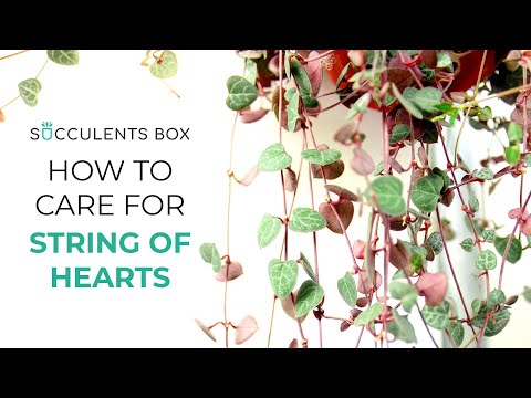BEST TIPS: HOW TO CARE FOR STRING OF HEARTS | CEROPEGIA WOODII