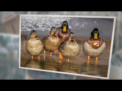 What Do Wild Ducks Eat? 8 Foods They Eat!