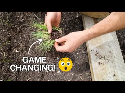 This Transplanting Method for Onions Is a GAME CHANGER