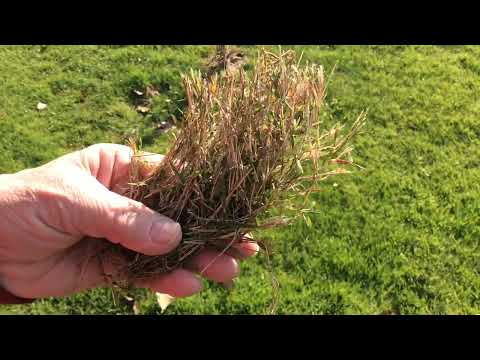 Managing Bentgrass