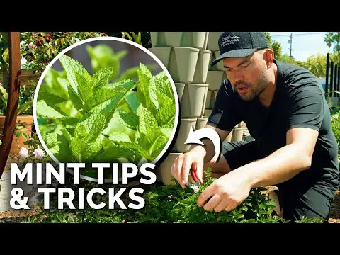 How to Grow TONS of Mint (And Not Let it Take Over)