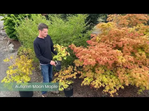 Autumn Moon Maple from Conifer Kingdom