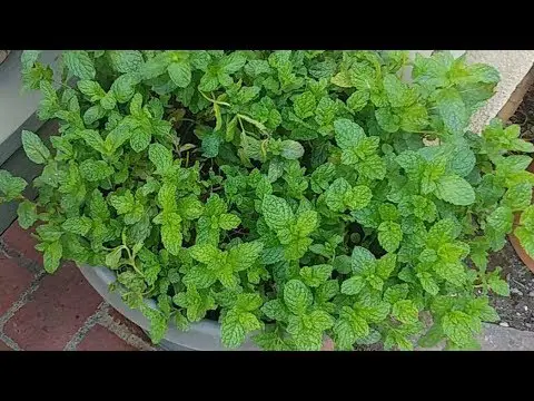 How &amp; Why To Prune Mint
