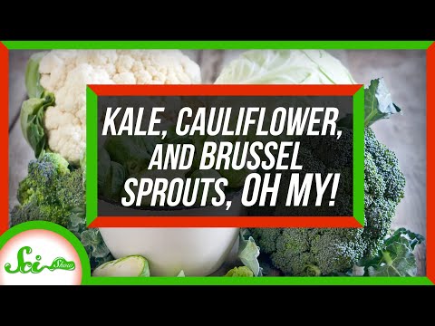 Kale, Cauliflower, and Brussels Sprouts Are the Same Species