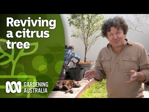 How to revive an unhealthy citrus tree | DIY Garden Projects | Gardening Australia