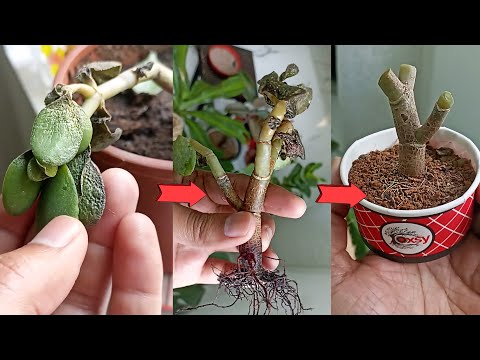 How to save a dying Jade Plant