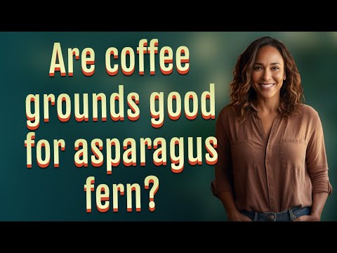 Are coffee grounds good for asparagus fern?