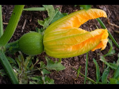 How to Pollinate a Pumpkin Correctly