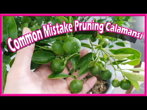 Common Mistake Pruning Calamansi Grow Your Own Kalamansi Lime Lemon Citrus Plant Tips