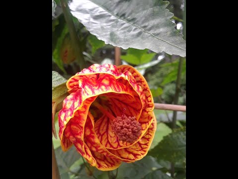 Pruning Abutilon or Flowering Maple