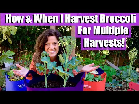 How &amp; When I Harvest Broccoli for Multiple Harvests From Each Plant 🥦