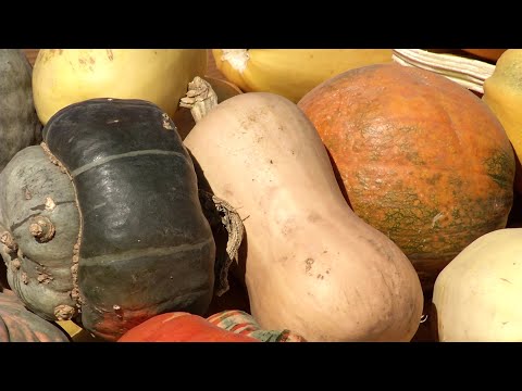 Differences between Pumpkins and Squash &amp; Favorites | Prairie Yard &amp; Garden