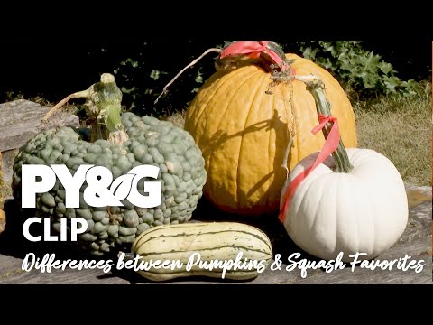 Differences between Pumpkins and Squash Favorites | The Fall Harvest | Prairie Yard &amp; Garden