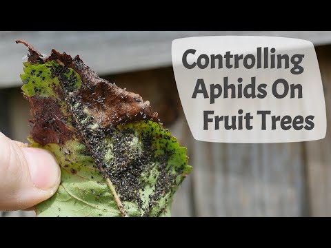 How To Control Aphids On Fruit Trees