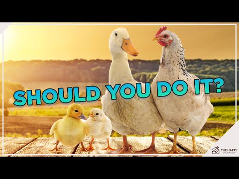 Can Ducks &amp; Chickens Coexist? How To Master the Art of Raising Them Harmoniously!