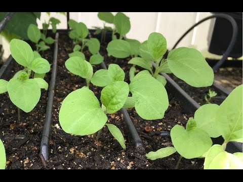 How to start eggplant seeds