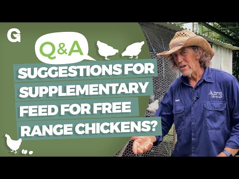 Suggestions for Supplementary Feed for Free Range Chickens?