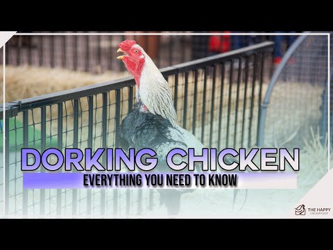 The Dorking Chicken Everything You Need to Know