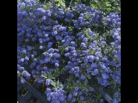 Ceanothus - One of the best BEE FRIENDLY shrubs you can get!