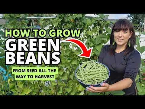 Ultimate Guide to Growing Bush/Pole Green Beans From Seed to Harvest #beans #garden #gardeningtips