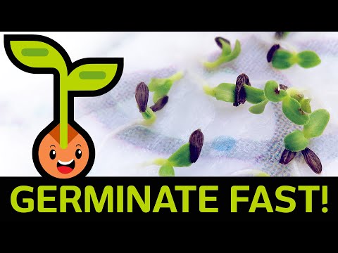 🌱 Fast &amp; Easy Seed Germination: How to Start Seedlings from Paper Towel Method (Container vs Baggie)