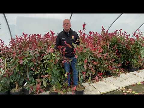 How I Brought My Red Robin Tree Back from the Brink (And How You Can ...