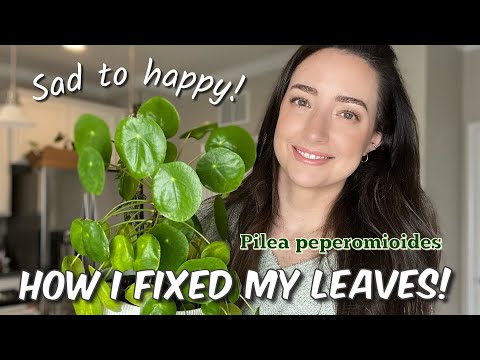 How to care for a Pilea Peperomioides Plant | Tips and Tricks to grow better leaves!