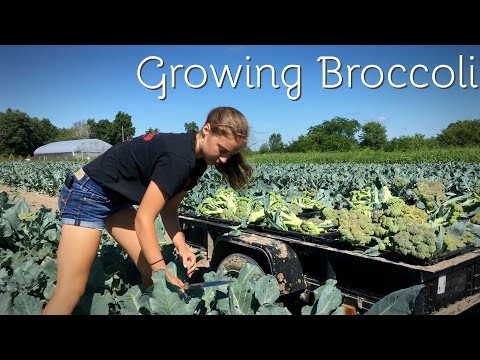 Growing Broccoli