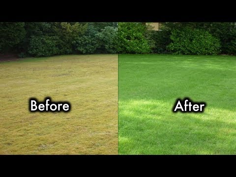 8 Secrets To Keep Your Lawn Always Green And Healthy