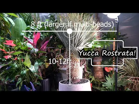 Yucca Rostrata Plant Care || Potting New Beaked Blue Yucca Plant