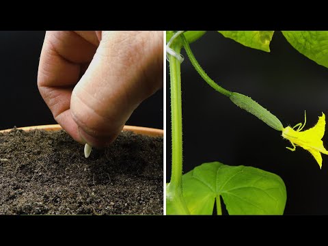Growing Cucumber Timelapse - Seed To Fruit