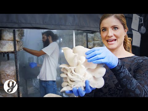 Growing 600 POUNDS of Gourmet Mushrooms Every Week | GRATEFUL