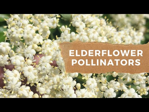 Elderberry Pollinators