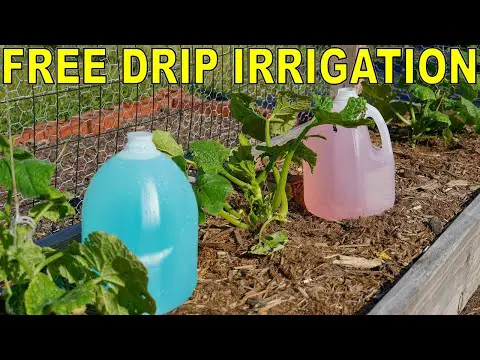 How To Build A FREE DIY Garden DIP IRRIGATION System With Milk Jugs!