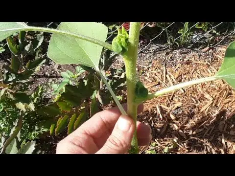 Updates🌻Harvesting Sunflower heads early will encourage more blooms to grow from the stalk🌻