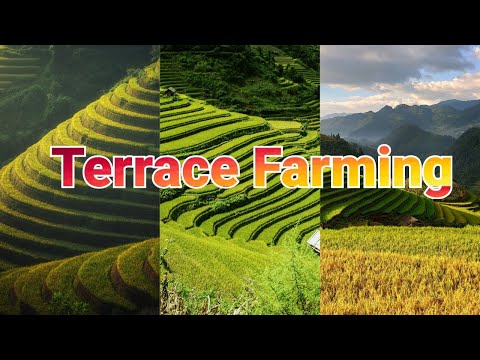 Farming Methods of Agriculture / What is Terrace Farming?