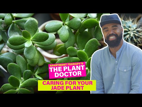 Caring For Your Jade Plant | The Plant Doctor | Apartment Therapy