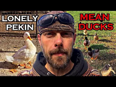 Can You Mix Duck Breeds?