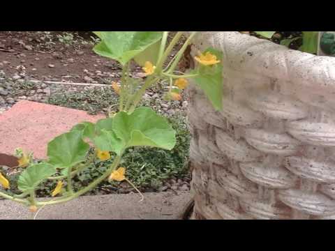 How to tell a Male from a Female Flower on Minnesota Miget Cantaloupe and Pumpkin