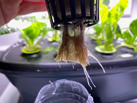 Root Rot In Hydroponic - How To Save Your Plants